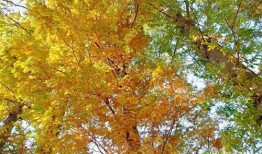 周至尚九路最新爆料,揭秘尚九路全新面貌与周边配套升级