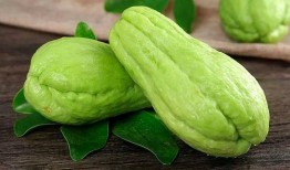 北京网红喜欢吃佛手瓜,佛手瓜美食风潮席卷京城